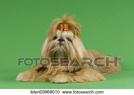 Stock Image - "Shih Tzu female, prepared for an exhibition". Fotosearch