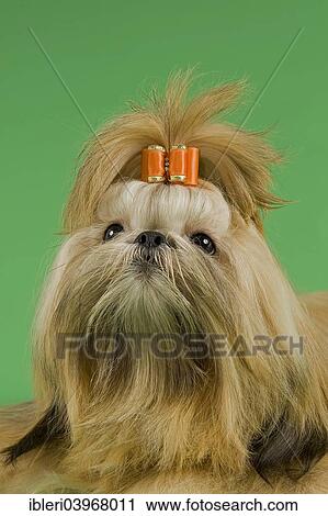 "Shih Tzu female, prepared for an exhibition" View Large Photo Image Stock Image - "Shih Tzu female, prepared for an exhibition". Fotosearch