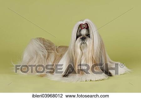 "Shih Tzu female, prepared for an exhibition" View Large Photo Image Stock Image - "Shih Tzu female, prepared for an exhibition". Fotosearch