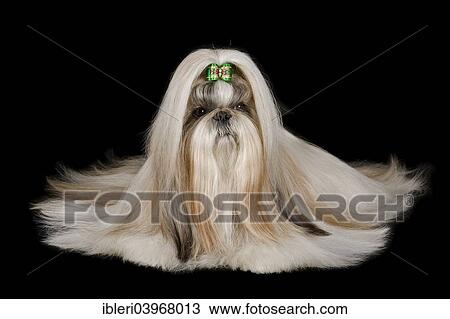 "Shih Tzu, female, prepared for an exhibition" View Large Photo Image Stock Image - "Shih Tzu, female, prepared for an exhibition". Fotosearch