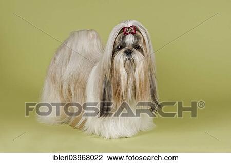 "Shih Tzu female, prepared for an exhibition" View Large Photo Image Stock Image - "Shih Tzu female, prepared for an exhibition". Fotosearch