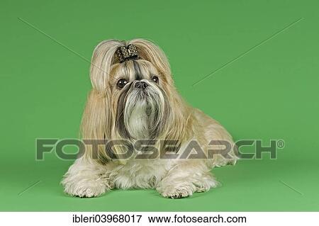 "Shih Tzu female, prepared for an exhibition" View Large Photo Image Stock Photo - "Shih Tzu female, prepared for an exhibition". Fotosearch