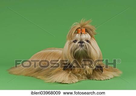 "Shih Tzu, female, prepared for exhibition" View Large Photo Image Stock Photo - "Shih Tzu, female, prepared for exhibition". Fotosearch