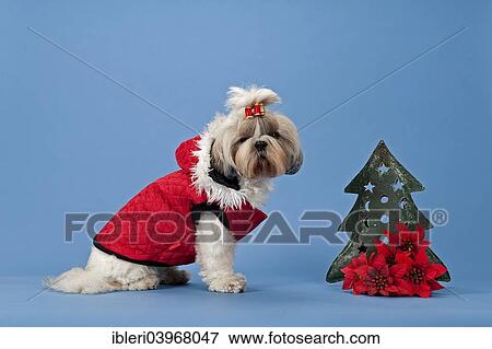 "Shih Tzu, female, with dog clothing and Christmas decoration" View Large Photo Image Stock Photo - "Shih Tzu, female, with dog clothing and Christmas decoration". Fotosearch