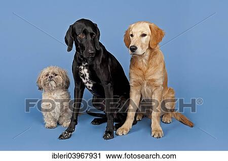 "Shih Tzu, mongrel and Golden Retriever, 7 months" View Large Photo Image Stock Image - "Shih Tzu, mongrel and Golden Retriever, 7 months". Fotosearch