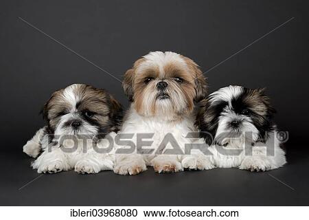 "Shih Tzu puppies, 10 weeks, colour gold white" View Large Photo Image Stock Image - "Shih Tzu puppies, 10 weeks, colour gold white". Fotosearch