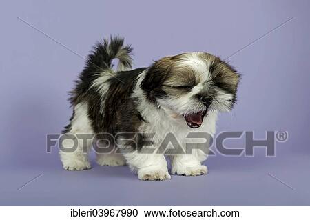 "Shih Tzu puppies, 10 weeks, Gold White" View Large Photo Image Stock Image - "Shih Tzu puppies, 10 weeks, Gold White". Fotosearch