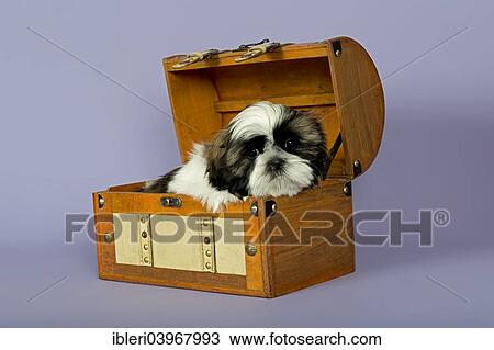 "Shih Tzu puppy, 10 weeks, gold white, in a suitcase" View Large Photo Image Stock Image - "Shih Tzu puppy, 10 weeks, gold white, in a suitcase". Fotosearch
