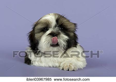 "Shih Tzu puppy, 10 weeks, Gold White" View Large Photo Image Stock Photography - "Shih Tzu puppy, 10 weeks, Gold White". Fotosearch