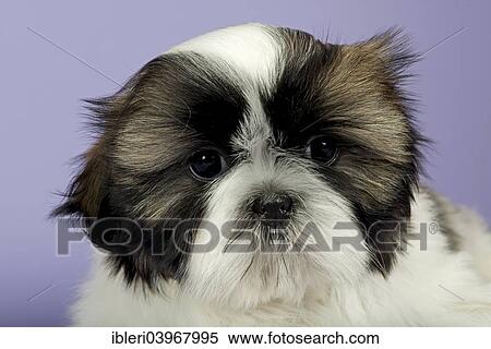 "Shih Tzu puppy, 10 weeks, Gold White" View Large Photo Image Stock Photography - "Shih Tzu puppy, 10 weeks, Gold White". Fotosearch