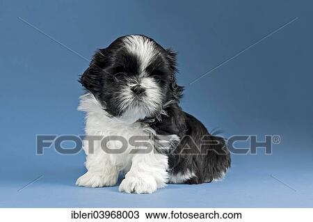 Shih Tzu Puppy 4 Weeks Black And White Stock Image Ibleri03968003 Fotosearch
