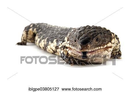 Shingleback Lizard or Bobtail (Tiliqua rugosa) View Large Photo Image Stock Photo - Shingleback Lizard or Bobtail (Tiliqua rugosa). Fotosearch