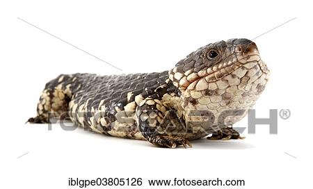 Stock Photograph - Shingleback Lizard or Bobtail (Tiliqua rugosa). Fotosearch