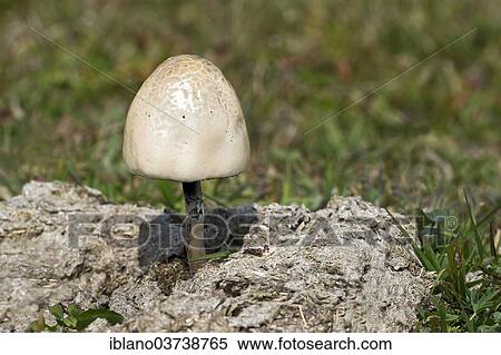 Stock Photography - "Shiny Mottlegill or Egghead Mottlegill (Panaeolus semiovatus), Sudtirol, Italy, Europe". Fotosearch
