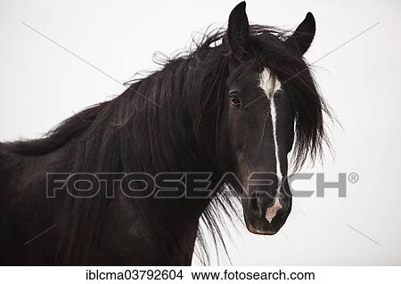 "Shire Horse gelding, black with a blaze, portrait" View Large Photo Image Picture - "Shire Horse gelding, black with a blaze, portrait". Fotosearch