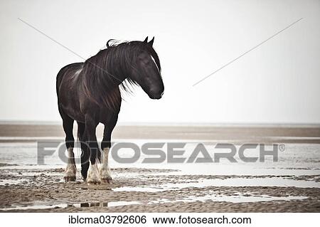 "Shire Horse gelding, black with a blaze, roaming free on the beach, Borkum, Lower Saxony, Germany, Europe" View Large Photo Image Stock Photograph - "Shire Horse gelding, black with a blaze, roaming free on the beach, Borkum, Lower Saxony, Germany, Europe". Fotosearch