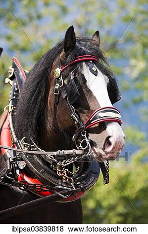 "Shire horse with a horse collar, Soll, North Tyrol, Austria, Europe" View Large Photo Image Stock Photo - "Shire horse with a horse collar, Soll, North Tyrol, Austria, Europe". Fotosearch