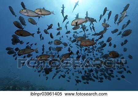 Stock Photography - "Shoal of Elongate Surgeonfish (Acanthurus mata), Indian Ocean, Embudu, South Male Atoll, Maldives, Asia". Fotosearch