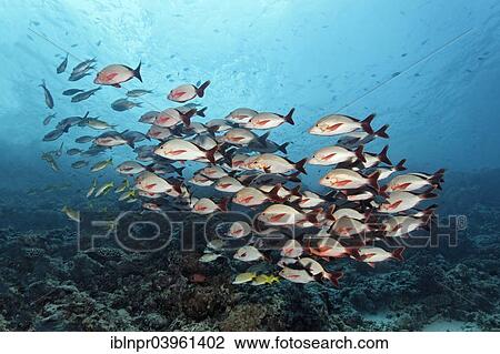 "Shoal of Humpback Red Snappers (Lutjanus gibbus) over a coral reef, Indian Ocean, Embudu, South Male Atoll, Maldives, Asia" View Large Photo Image Stock Image - "Shoal of Humpback Red Snappers (Lutjanus gibbus) over a coral reef, Indian Ocean, Embudu, South Male Atoll, Maldives, Asia". Fotosearch