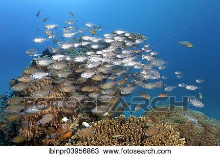 "Shoal of Orangelined cardinalfish (Archamia fucata) over coral reef, Red Sea, Makadi Bay, Hurghada, Egypt, Africa" View Large Photo Image Stock Image - "Shoal of Orangelined cardinalfish (Archamia fucata) over coral reef, Red Sea, Makadi Bay, Hurghada, Egypt, Africa". Fotosearch