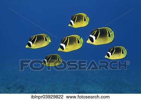 "Shoal of Raccoon Butterflyfish (Chaetodon lunula), Bora Bora, Leeward Islands, Society Islands, French Polynesia, France, Oceania" View Large Photo Image Stock Image - "Shoal of Raccoon Butterflyfish (Chaetodon lunula), Bora Bora, Leeward Islands, Society Islands, French Polynesia, France, Oceania". Fotosearch