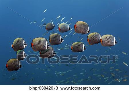 Stock Image - "Shoal of Redtail Butterflyfish (Chaetodon collare), Dimaniyat Islands nature reserve, Al Batinah region, Oman, Asia". Fotosearch