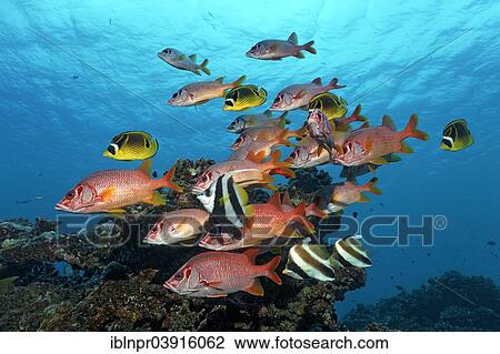 "Shoal of Sabre Squirrelfish, Giant Squirrelfish or Spiny Squirrelfish (Sargocentron spiniferum) swimming in front of a coral reef, UNESCO World Natural Heritage Site, Pacific Ocean, Queensland, Australia, Oceania" View Large Photo Image Stock Image - "Shoal of Sabre Squirrelfish, Giant Squirrelfish or Spiny Squirrelfish (Sargocentron spiniferum) swimming in front of a coral reef, UNESCO World Natural Heritage Site, Pacific Ocean, Queensland, Australia, Oceania". Fotosearch
