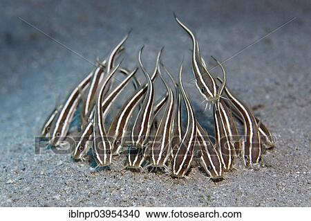 "Shoal of Striped eel catfish (Plotosus lineatus) on sandy ground, Makadi Bay, Red Sea, Hurghada, Egypt, Africa" View Large Photo Image Stock Image - "Shoal of Striped eel catfish (Plotosus lineatus) on sandy ground, Makadi Bay, Red Sea, Hurghada, Egypt, Africa". Fotosearch