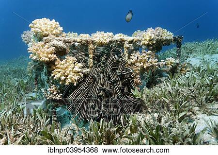 "Shoal of Striped eel catfish (Plotosus lineatus), Makadi Bay, Red Sea, Hurghada, Egypt, Africa" View Large Photo Image Stock Photo - "Shoal of Striped eel catfish (Plotosus lineatus), Makadi Bay, Red Sea, Hurghada, Egypt, Africa". Fotosearch