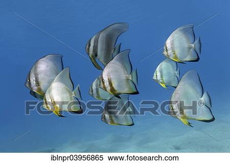 "Shoal of teira batfish (Platax teira), Red Sea, Makadi Bay, Hurghada, Egypt, Africa" View Large Photo Image Stock Photography - "Shoal of teira batfish (Platax teira), Red Sea, Makadi Bay, Hurghada, Egypt, Africa". Fotosearch