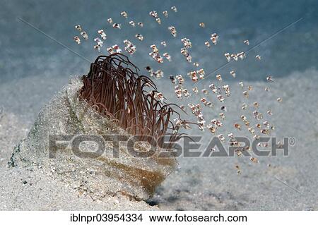 "Shoal of tiny floating shrimp (Idiomysis tsurnamali) on Tube-dwelling anemone (Ceriantharia), Makadi Bay, Red Sea, Hurghada, Egypt, Africa" View Large Photo Image Picture - "Shoal of tiny floating shrimp (Idiomysis tsurnamali) on Tube-dwelling anemone (Ceriantharia), Makadi Bay, Red Sea, Hurghada, Egypt, Africa". Fotosearch