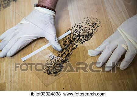 "Shoe print on the floor, securing of evidence, print is lifted with a gel sheet, Germany, Europe" View Large Photo Image Stock Photo - "Shoe print on the floor, securing of evidence, print is lifted with a gel sheet, Germany, Europe". Fotosearch
