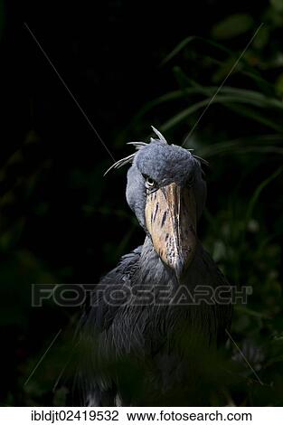 Shoebill Stork (Balaeniceps rex), captive View Large Photo Image Stock Image - Shoebill Stork (Balaeniceps rex), captive. Fotosearch