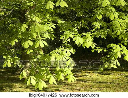 "Shoots and flowers of a horse chestnut (Aesculus hippocastanum), Dusseldorf, North Rhine-Westphalia, Germany, Europe" View Large Photo Image Stock Photograph - "Shoots and flowers of a horse chestnut (Aesculus hippocastanum), Dusseldorf, North Rhine-Westphalia, Germany, Europe". Fotosearch