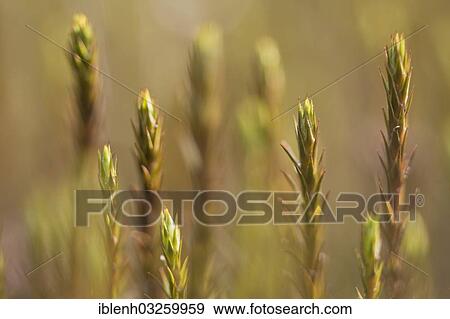 Stock Photo - "Shoots of Bank Haircap Moss (Polytrichum formosum), Niederlangen, Emsland, Lower Saxony, Germany, Europe". Fotosearch