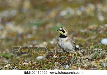 Shore Lark (Eremophila alpestris), Cley, Norfolk, England, United Kingdom, Europe View Large Photo Image Stock Photo - Shore Lark (Eremophila alpestris), Cley, Norfolk, England, United Kingdom, Europe. Fotosearch
