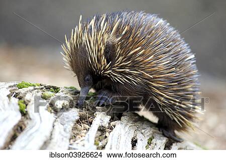 "Short-beaked Echidna (Tachyglossus aculeatus) adult, foraging for food, South Australia, Australia, Oceania" View Large Photo Image Picture - "Short-beaked Echidna (Tachyglossus aculeatus) adult, foraging for food, South Australia, Australia, Oceania". Fotosearch