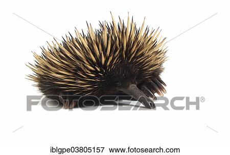 Stock Photo - Short-beaked Echidna (Tachyglossus aculeatus). Fotosearch