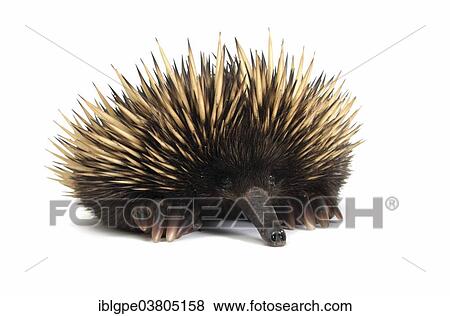 Stock Photo - Short-beaked Echidna (Tachyglossus aculeatus). Fotosearch
