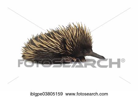 Short-beaked Echidna (Tachyglossus aculeatus) View Large Photo Image Stock Photo - Short-beaked Echidna (Tachyglossus aculeatus). Fotosearch