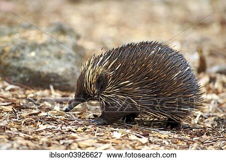 "Short-beaked Echidna (Tachyglossus aculeatus) adult, foraging for food, South Australia, Australia, Oceania" View Large Photo Image Stock Photo - "Short-beaked Echidna (Tachyglossus aculeatus) adult, foraging for food, South Australia, Australia, Oceania". Fotosearch