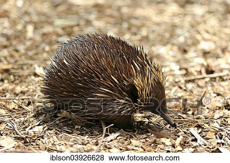 Stock Photo - "Short-beaked Echidna (Tachyglossus aculeatus) adult, foraging for food, South Australia, Australia, Oceania". Fotosearch