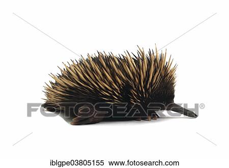 Short-beaked Echidna (Tachyglossus aculeatus) View Large Photo Image Stock Photography - Short-beaked Echidna (Tachyglossus aculeatus). Fotosearch