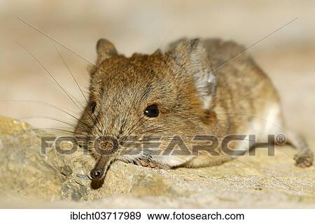 Stock Photo - "Short-eared elephant shrew (Macroscelides proboscideus), native to Namibia, Botswana and South Africa, captive, Bavaria, Germany, Europe". Fotosearch
