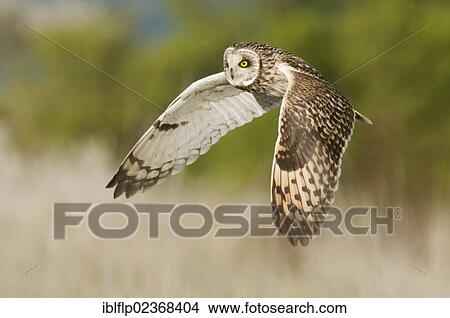 "Short-eared Owl (Asio flammeus), adult, in flight, hunting over rough grassland, Isle of Sheppey, Kent, England, United Kingdom, Europe" View Large Photo Image Picture - "Short-eared Owl (Asio flammeus), adult, in flight, hunting over rough grassland, Isle of Sheppey, Kent, England, United Kingdom, Europe". Fotosearch