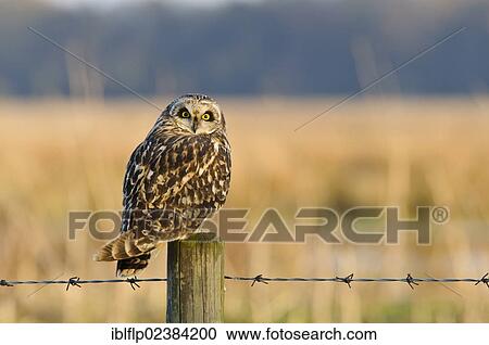 "Short-eared Owl (Asio flammeus), adult, perched on fencepost in farmland, Worlaby Carrs, Lincolnshire, England, United Kingdom, Europe" View Large Photo Image Stock Image - "Short-eared Owl (Asio flammeus), adult, perched on fencepost in farmland, Worlaby Carrs, Lincolnshire, England, United Kingdom, Europe". Fotosearch