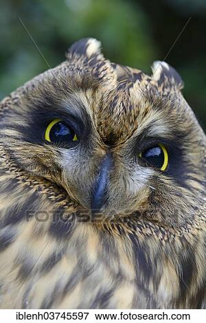 "Short-eared Owl (Asio flammeus), Emsland, Lower Saxony, Germany, Europe" View Large Photo Image Stock Photo - "Short-eared Owl (Asio flammeus), Emsland, Lower Saxony, Germany, Europe". Fotosearch