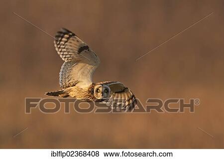 "Short-eared Owl (Asio flammeus), adult, in flight, hunting over grazing marsh, Norfolk, England, United Kingdom, Europe" View Large Photo Image Stock Photo - "Short-eared Owl (Asio flammeus), adult, in flight, hunting over grazing marsh, Norfolk, England, United Kingdom, Europe". Fotosearch