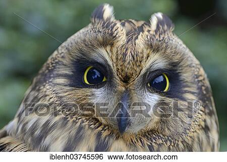 "Short-eared Owl (Asio flammeus), Emsland, Lower Saxony, Germany, Europe" View Large Photo Image Stock Photograph - "Short-eared Owl (Asio flammeus), Emsland, Lower Saxony, Germany, Europe". Fotosearch