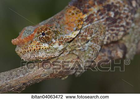 "Short-horned Chameleon (Calumma brevicornis), Eastern Madagascar, Madagascar, Africa" View Large Photo Image Stock Image - "Short-horned Chameleon (Calumma brevicornis), Eastern Madagascar, Madagascar, Africa". Fotosearch